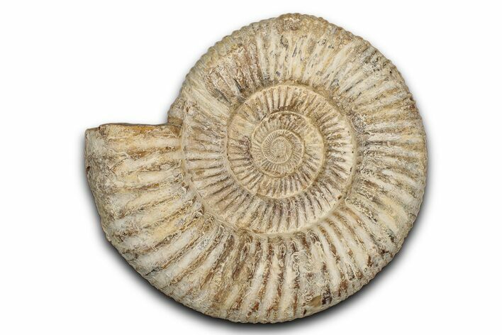 Jurassic Ammonite (Perisphinctes) Fossil - Madagascar #337698